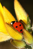 06-3700 Seven Spot Ladybird (Coccinella 7-punctata) on Gorse Flower
